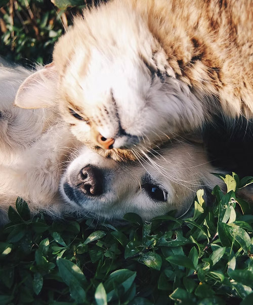 cat-and-dog-on-grass Pet Cremation Service